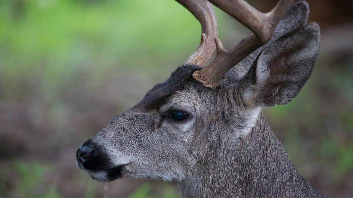 A hunter ​not ​wear​ing​ safety gear ended up in a hospital after another hunter mistook him for a deer, according to Louisiana state wildlife officers.