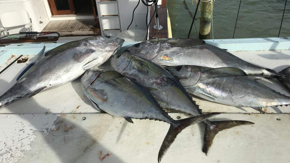 Fishing for blackfin tunas can be excellent on the humps off the Florida Keys.
