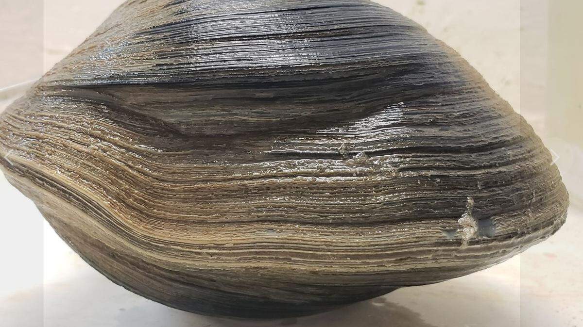 Aber-clam Lincoln the clam/Gulf Specimen Marine Lab