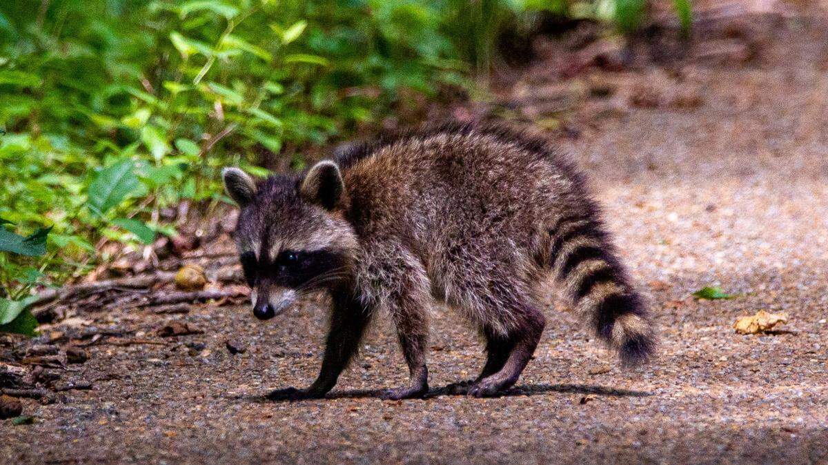 This file photo shows a young raccoon. The raccoon pictured was not the one brought into a Petco in Maine on May 23.