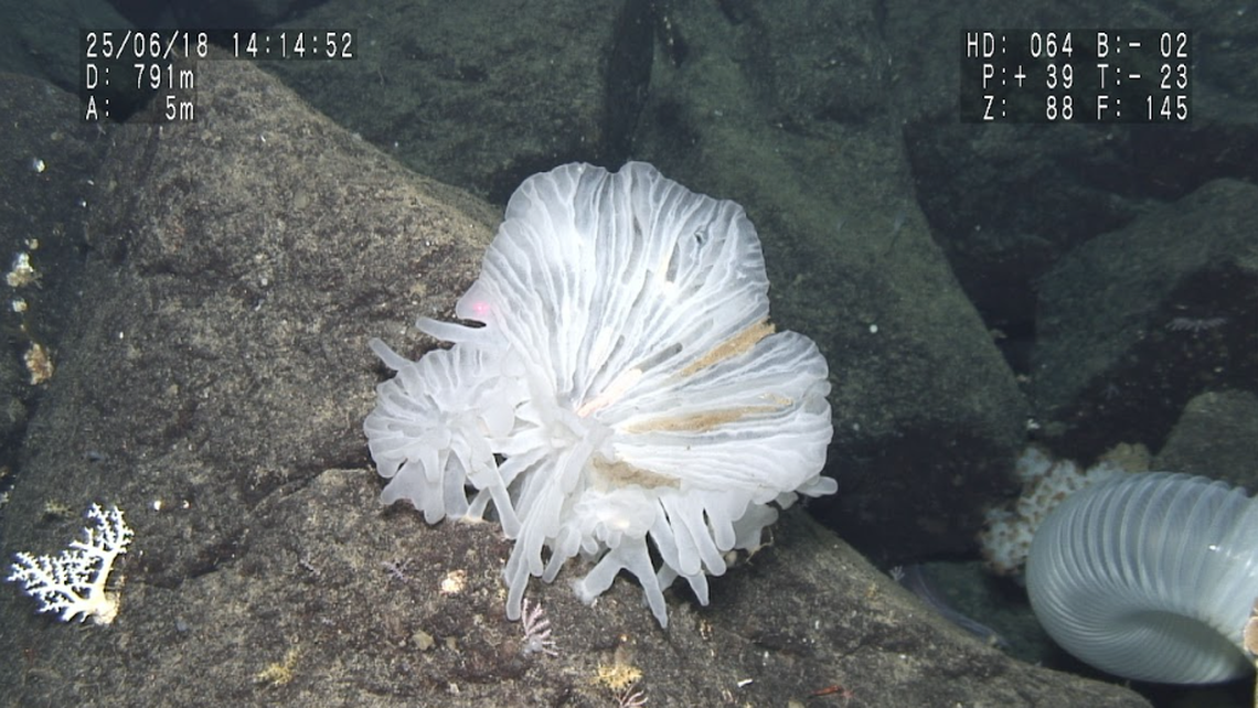 glass sponge glass castle new species