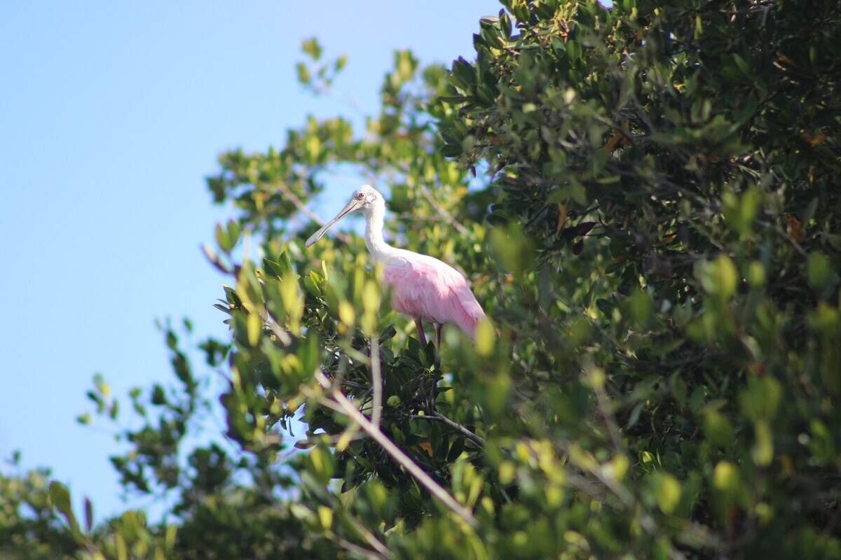 A roseate spoonbill perches in a tree in the Everglades.