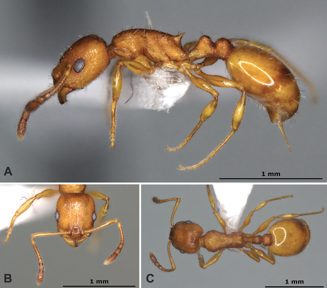 The worker ant has a relatively uniform light brown color with yellow legs, researchers said.