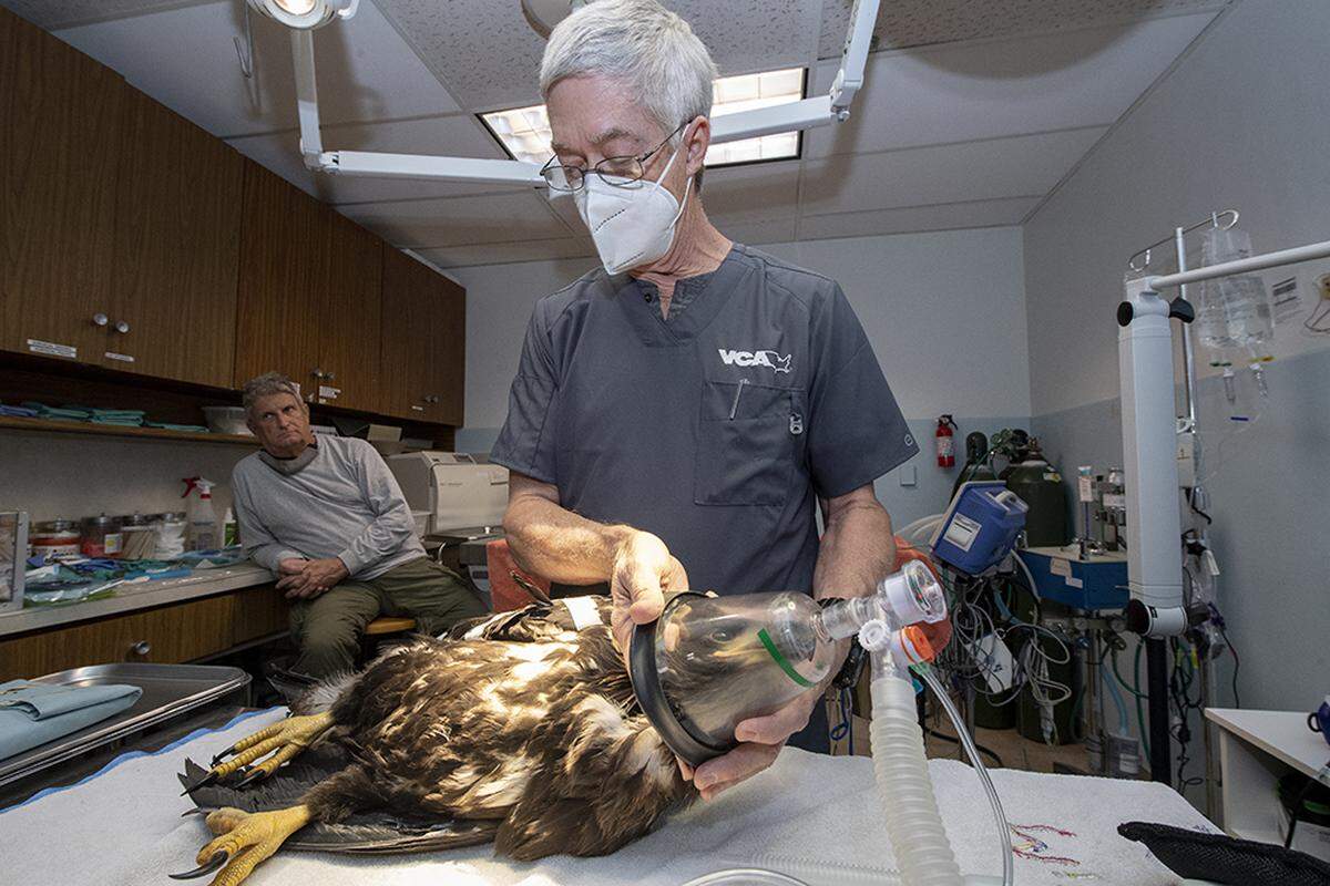 The injured bald eaglet is treated by Dr. Don Harris at VCA South Dade Animal Hospital.