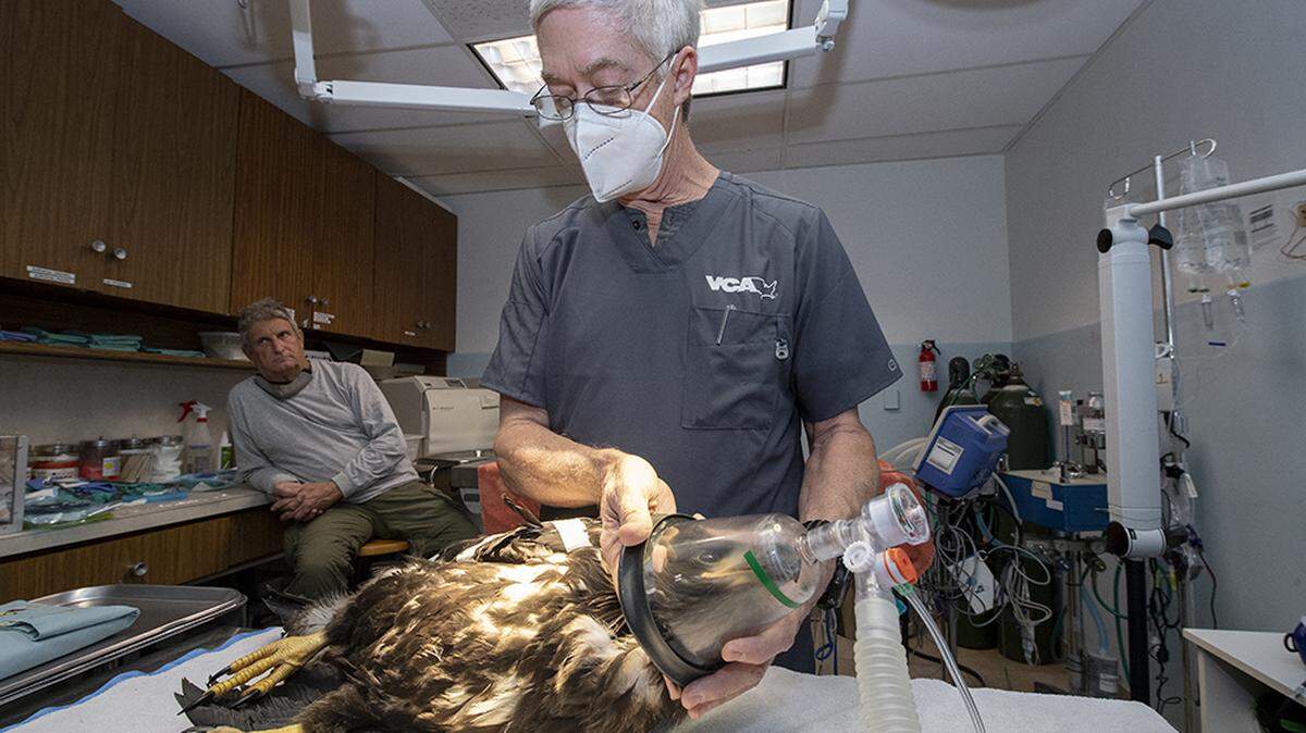 El aguilucho calvo herido es atendido por el doctor Don Harris en el VCA South Dade Animal Hospital.
