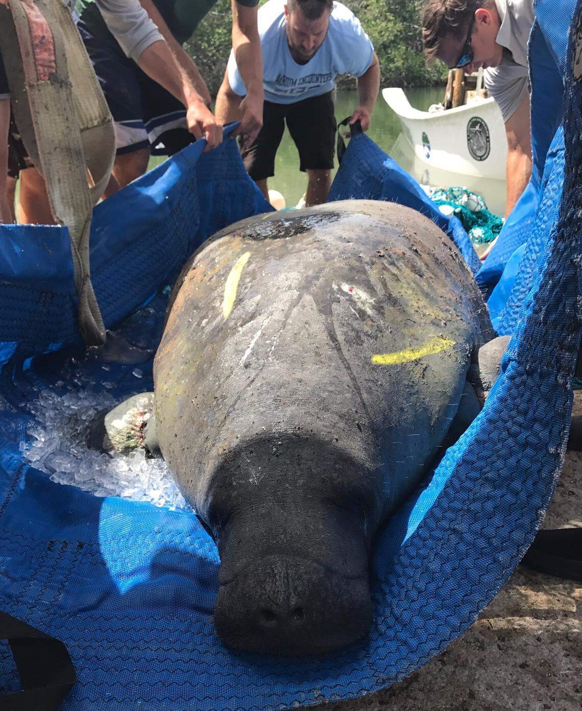 Wildlife officials and volunteers prepare to return a young adult male manatee back into the water at Gilbert's Resort and Marina in Key Largo Friday, July 6, 2018, after they removed fishing line from his flippers and tail.