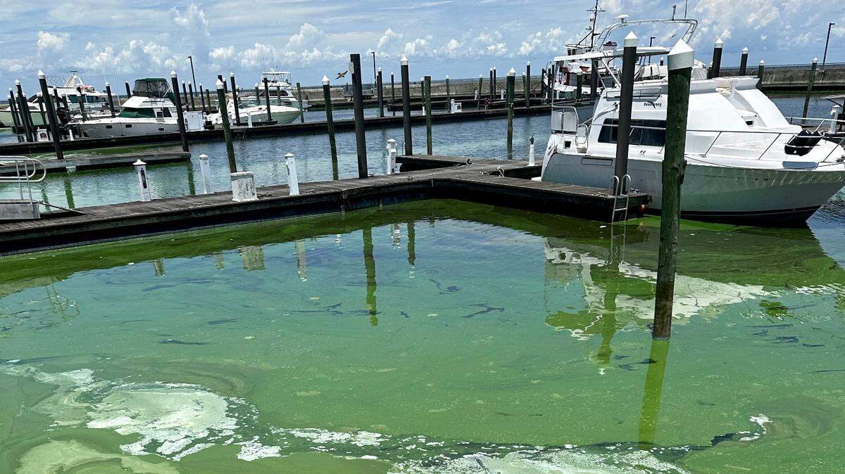 A blue-green algae bloom fouls the water at the Pahokee Marine in Lake Okeechobee on June 2, 2023