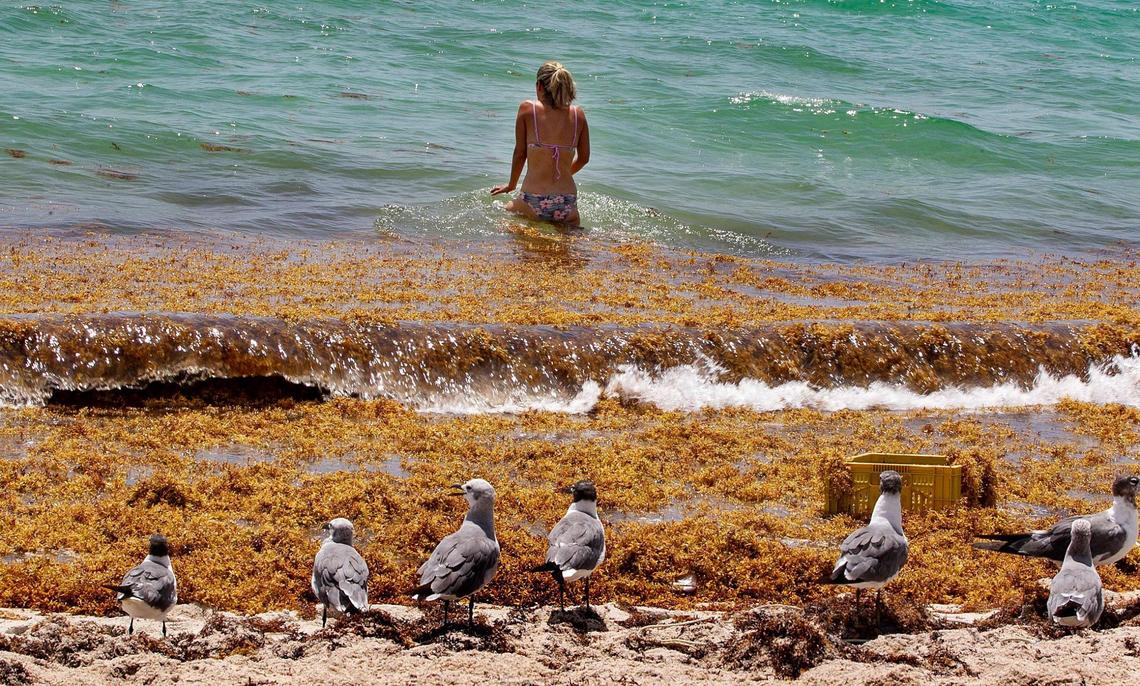 Seagulls sit in the sand as Monica Madrigal finds her way to the ocean through a thick raft of Sargassum seaweed that washed up on the seashore by the 71st Street area in Miami Beach on Tuesday, July 28, 2020.