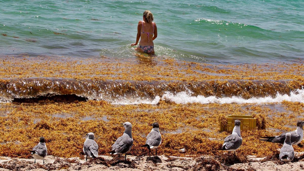 Seagulls sit in the sand as a womanl finds her way to the ocean through a thick raft of Sargassum seaweed that washed up on the seashore along Miami Beach in 2020,