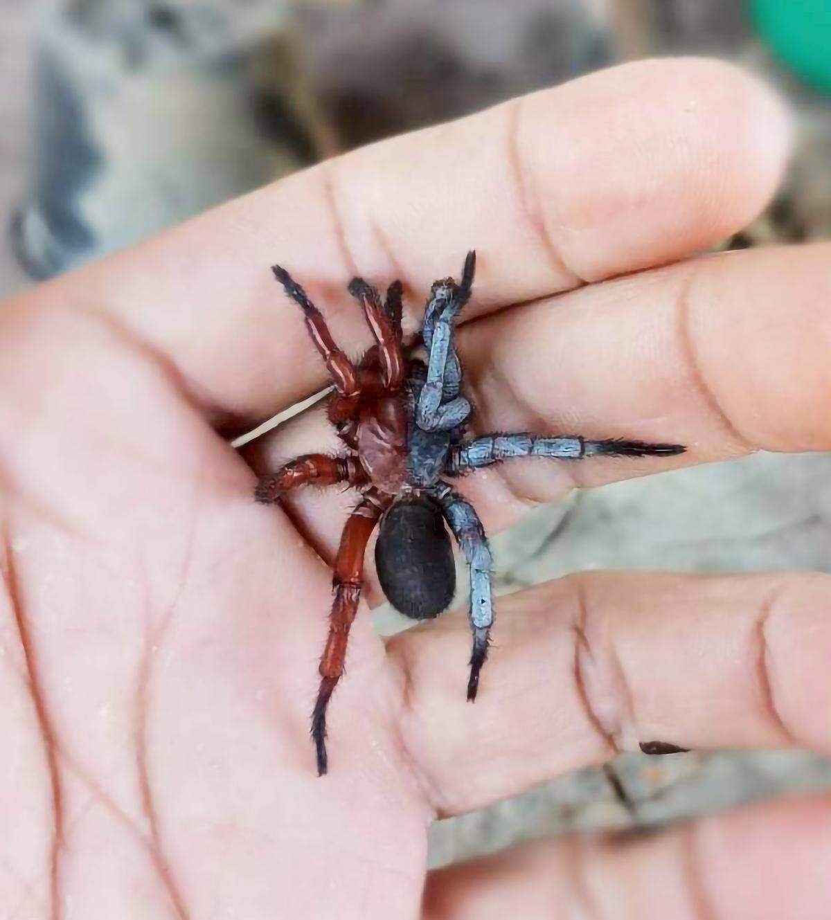 One spider was female on one side and male on the other, called gynandromorphism.