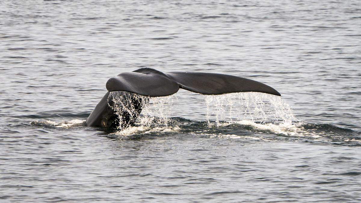 A North Atlantic right whale swims in the waters of Cape Cod Bay April 14, 2019 near Provincetown, Massachusetts. - The North Atlantic right whale is one of the worlds most endangered large whale species, with only an estimated 418 remaining. So far this year seven North Atlantic right whale calves have been spotted. (Photo by Don Emmert / AFP) (Photo credit should read DON EMMERT/AFP via Getty Images)
