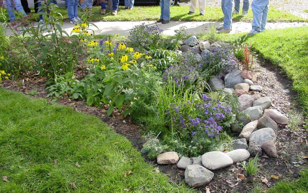 Rain garden filled with plants that can tolerate a lot of sun and water.