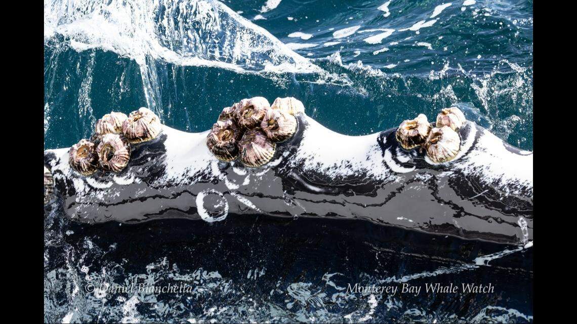 The huge sea creature was close enough for boaters to see its barnacles.