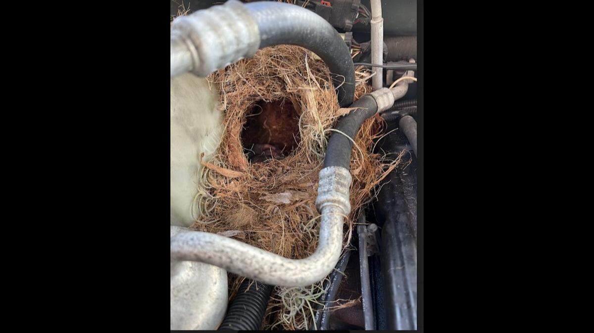 A squirrel made a nest in the hood of a car in Florida/Wild Rescue