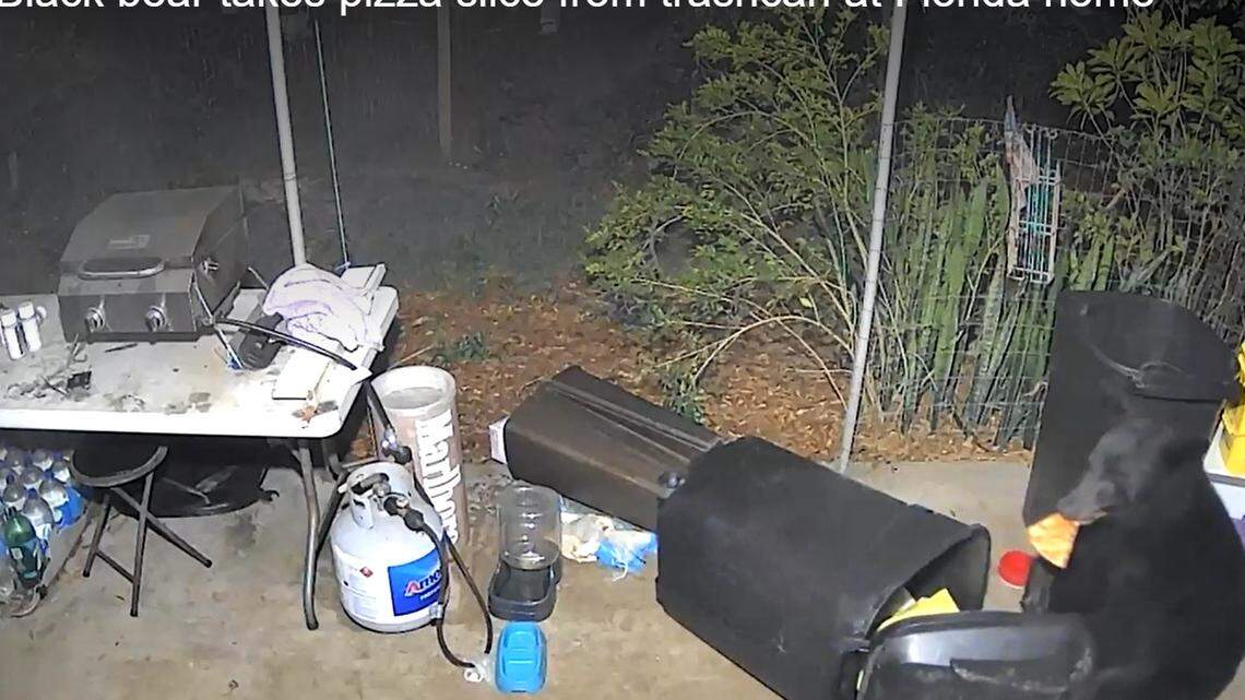 A Florida black bear snags a slice of pizza from a garbage can on a couple’s front porch in Altamonte Springs on May 9, 2022. The surveillance video was broadcast on Fox 35 on May 13, 2022.