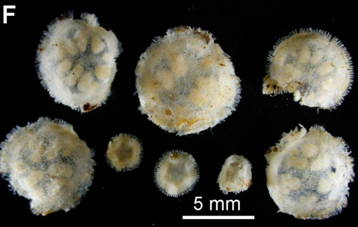 The minuscule creatures lack mouths, anuses and intestines, according to scientists.