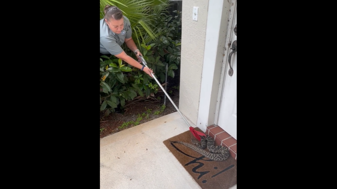 A 4-foot eastern diamondback rattlesnake took residence on a Florida family’s front porch this week, and had to be removed by Martin County Animal Control officers.