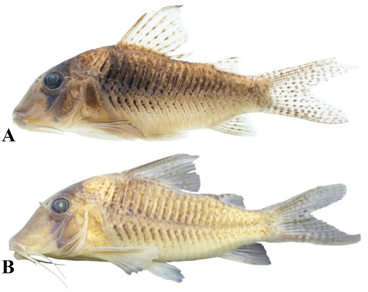 The species have a duller color pattern after they’re preserved in alcohol.