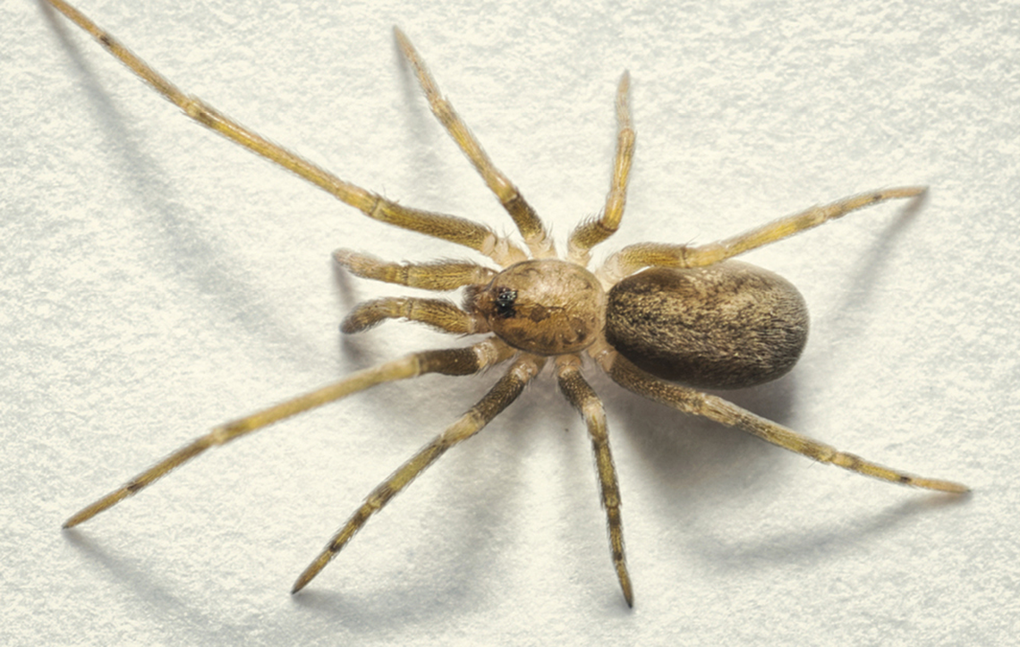 female Pikelinia floydmuraria pink floyd new spider species