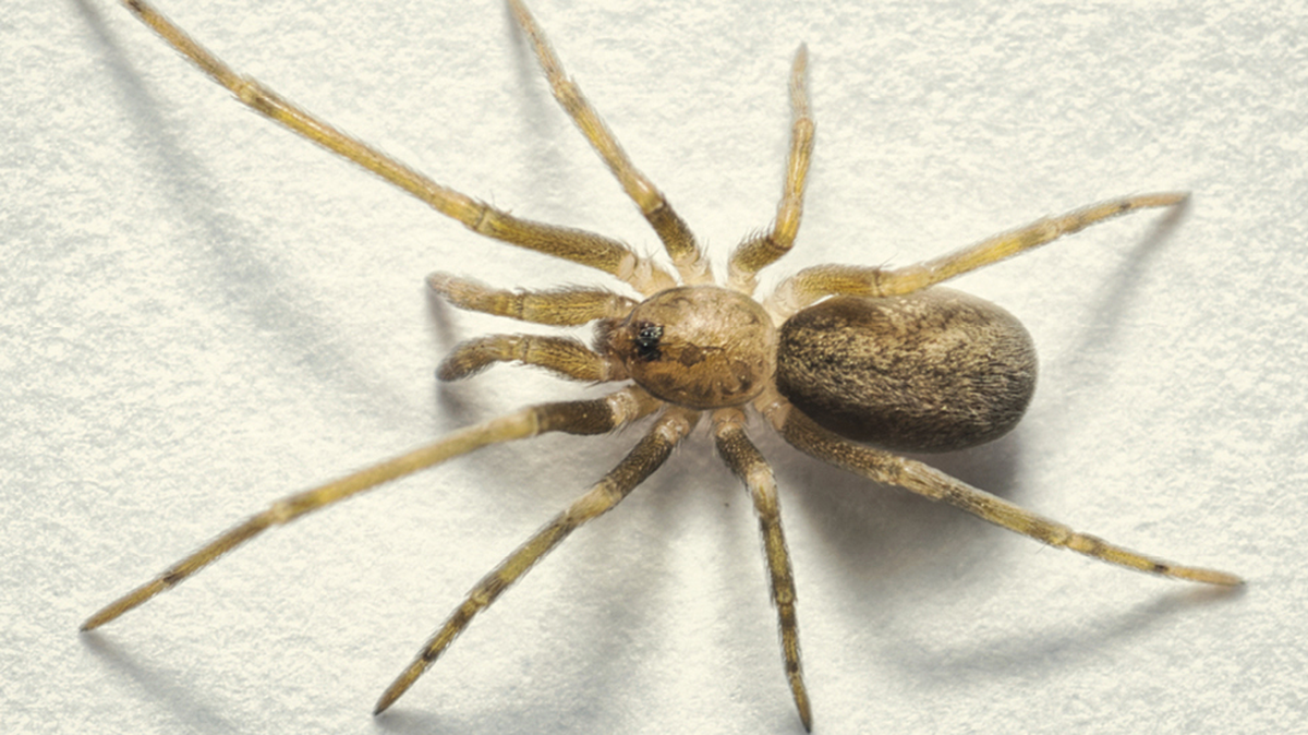 female Pikelinia floydmuraria pink floyd new spider species