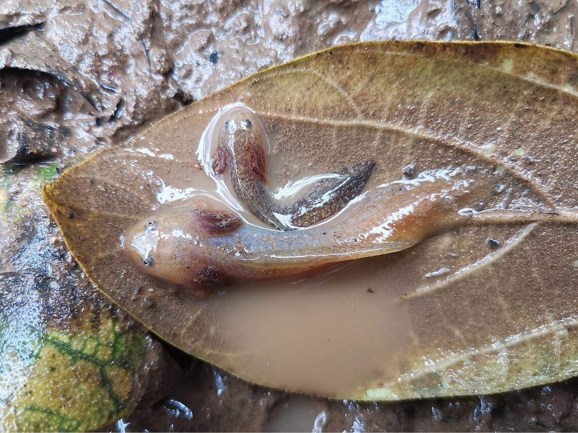 The larva were photographed before they escaped and hid in the puddle, researchers said.