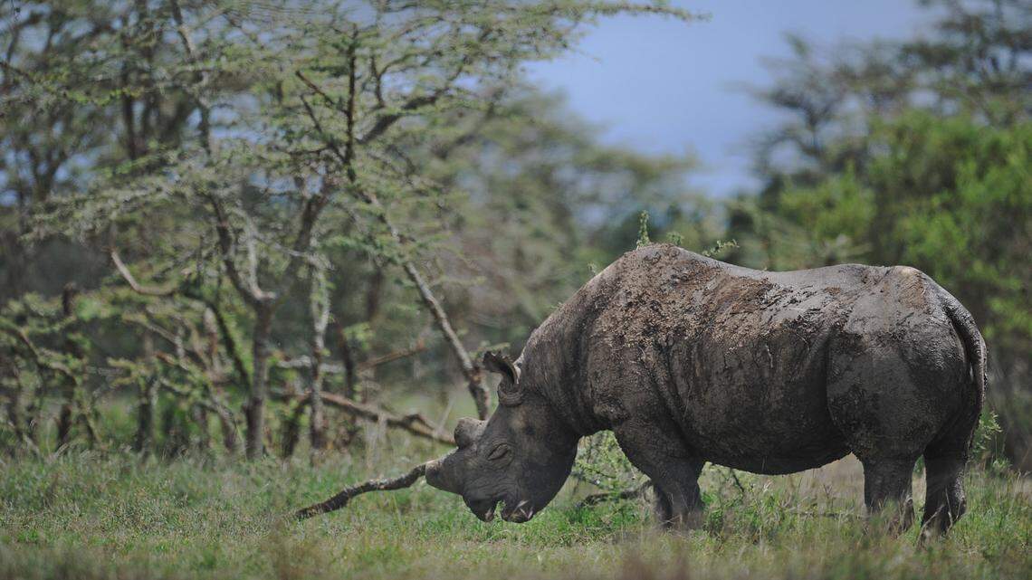 black rhino blinded by disease