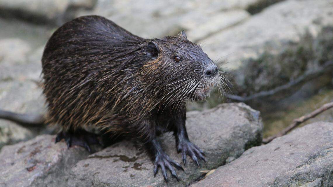 nutria swamp rat rodent