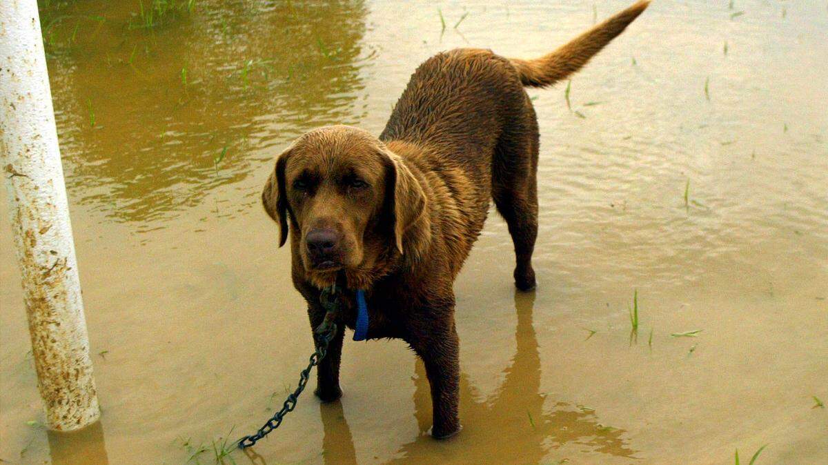 A one-year old chocolate lab named “Coco” stands chained to a basketball post in flooded water at his lakefront home near Eagle Mountain Lake, Texas, Wednesday, June 9, 2004. Coco was later moved to higher ground as more heavy rainfall is expected for North Texas. (AP photo/ Ronald Martinez)
