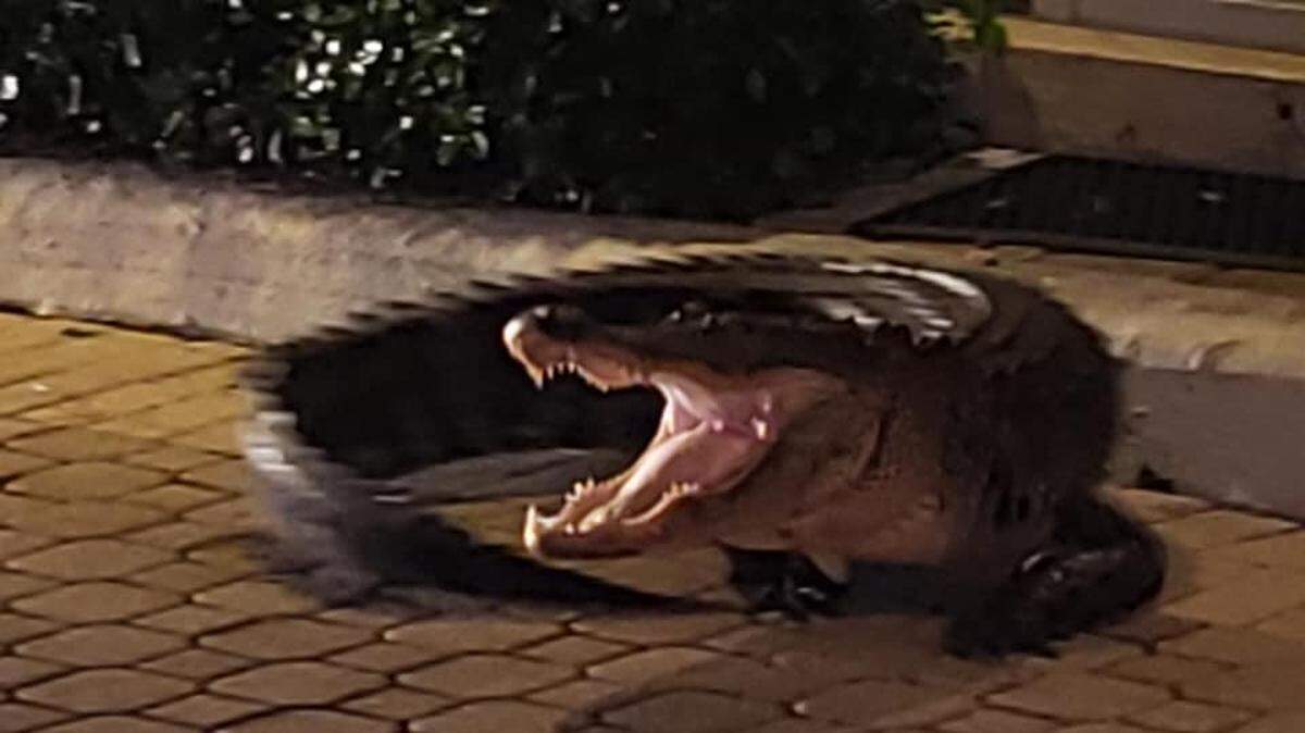 Another day, another alligator being somewhere it shouldn’t be. Guards working the midnight shift at one Palm City community in Martin County had an 8-foot gator become agitated when he couldn’t go inside the guard shack. 