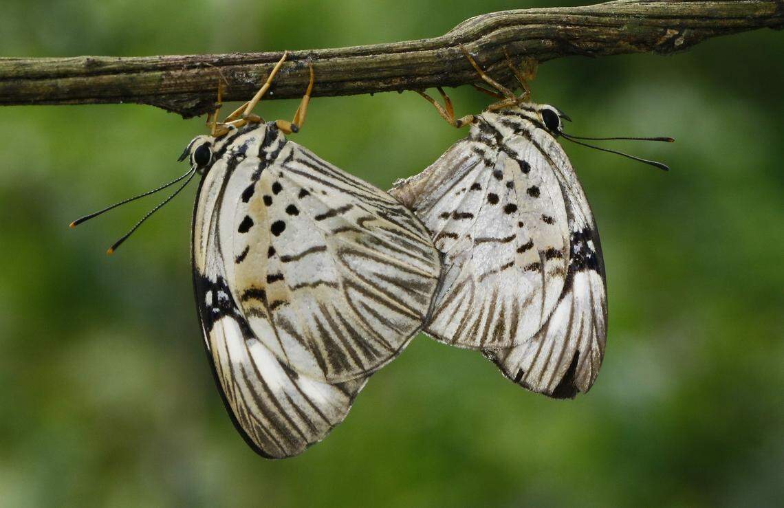 From the underside of the wings, males and females appear the same, as pictured during copulation.