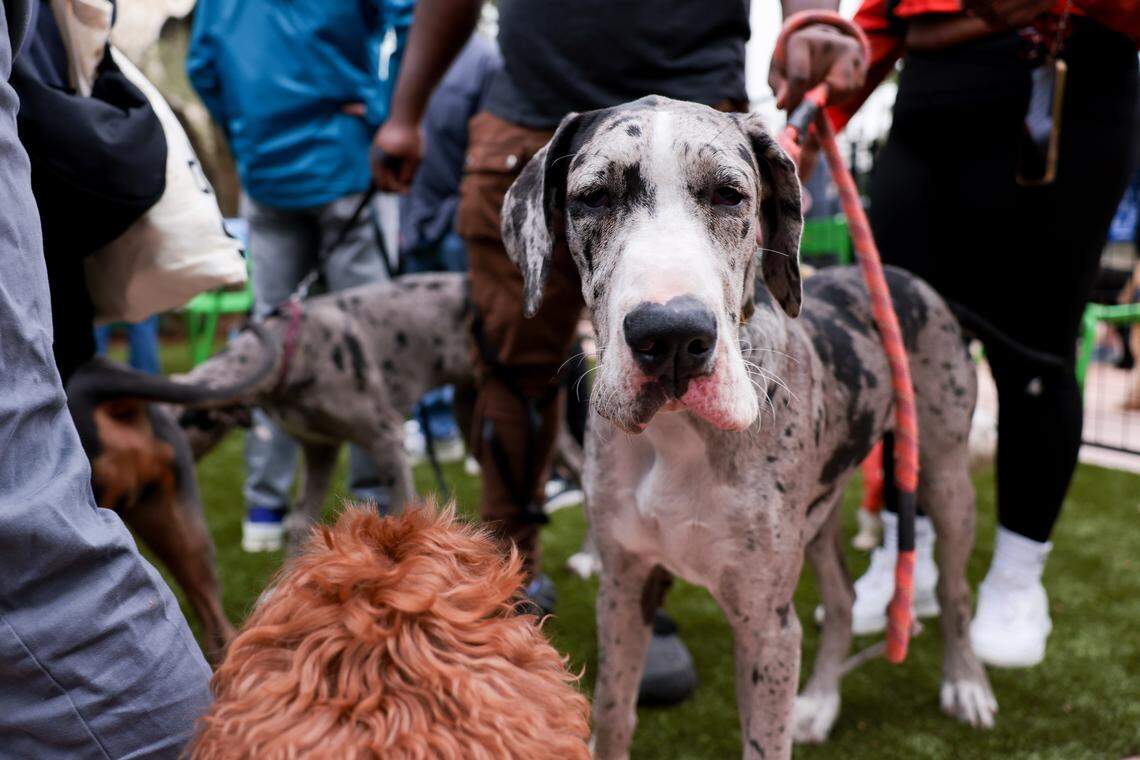 Milkshake, a 7-month-old, 70-pound Great Dane, explores the new Chewy Bark Park during its grand opening at 4579 Ponce de Leon Blvd. in Coral Gables, Fla., Saturday, Jan. 31, 2026.