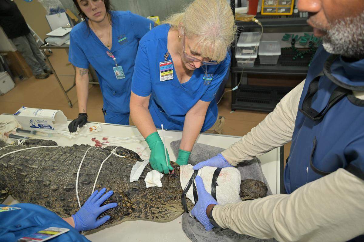 Dr. Gwen Myers, a veterinarian at Zoo Miami, operates on a crocodile Tuesday, Oct. 21, 2025, that was found in Key Largo days earlier with a spear lodged in her head