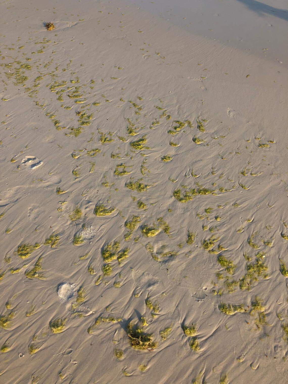 This photo of June Grass was taken on Okaloosa Island beach on June 3, 2019.