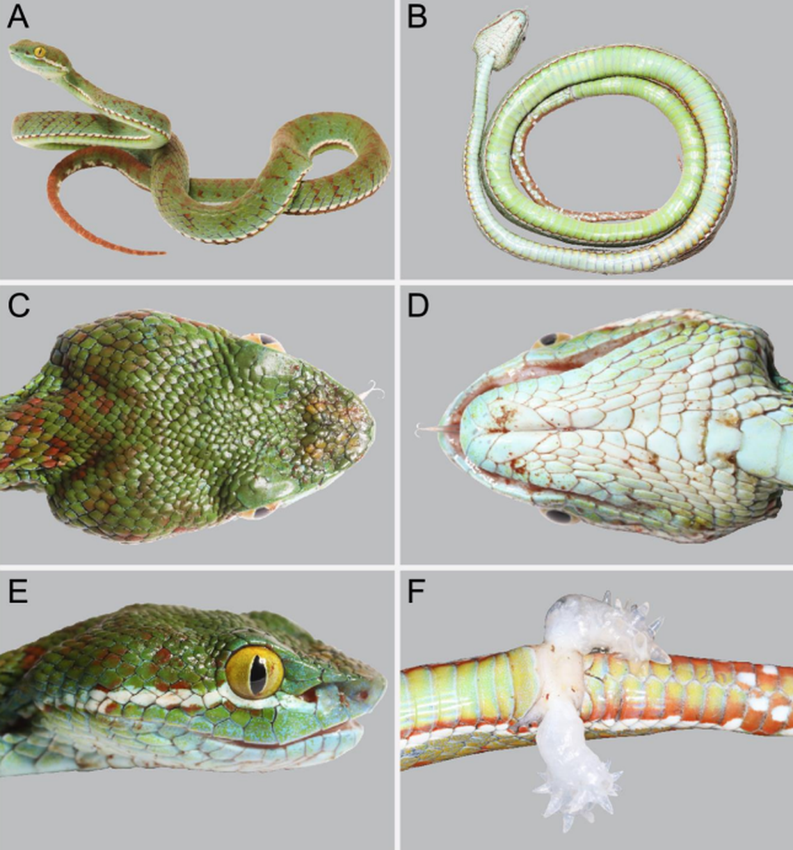 Male red-barred green pitvipers have spiked hemipenises that invert from their tails to mate, researchers said.