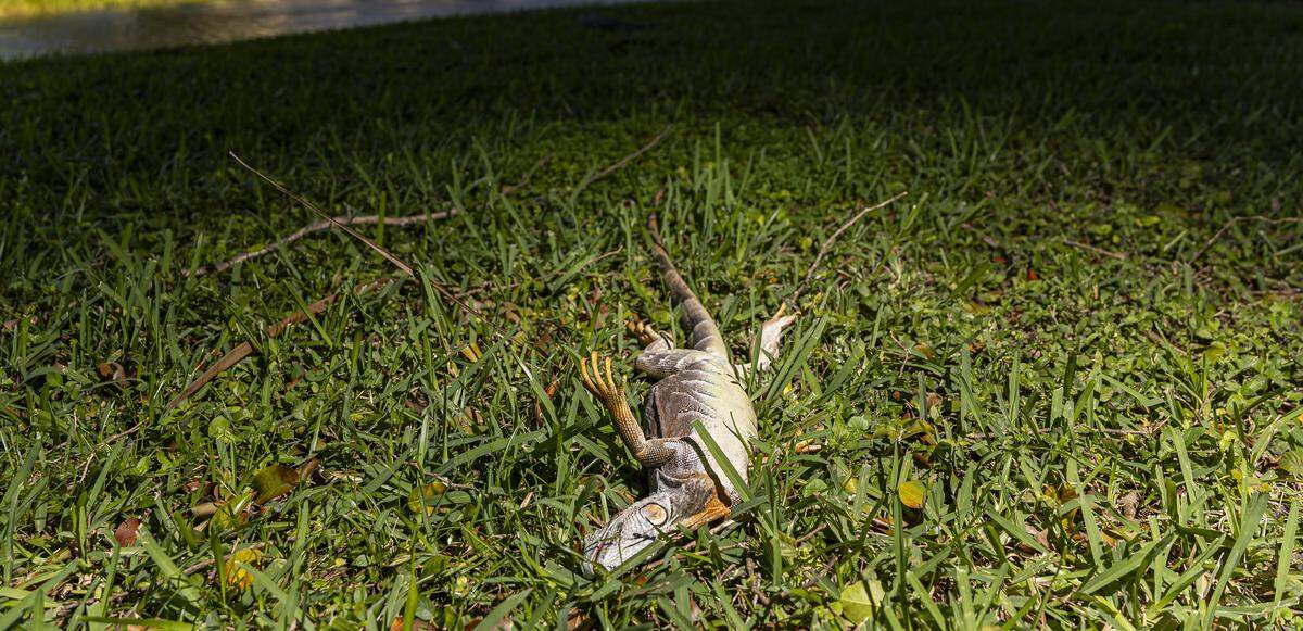 An iguana is seen lying on the ground in a neighborhood as a cold front makes its way across South Florida on Sunday, Feb. 1, 2026, in Pembroke Pines, Florida.
