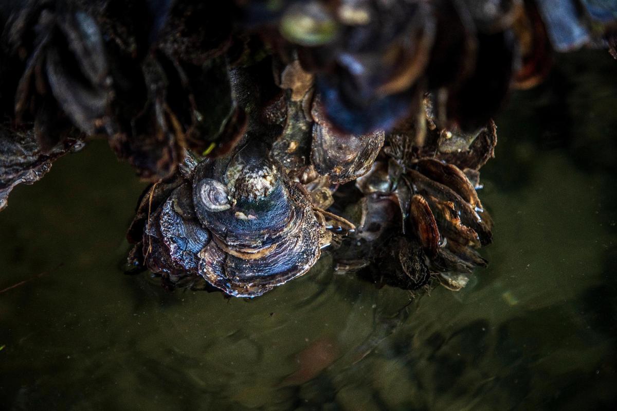 Detail of Flat Tree Oysters seen in the Coral Gables waterways during a kayak tour with Alberto “Tico” Aran, Founder of the Watershed Action Lab, who leads the Native Oyster Restoration Project to Biscayne Bay to improve the quality of the water entering Biscayne Bay as a tool to mitigate algal blooms on Friday October 8, 2021
