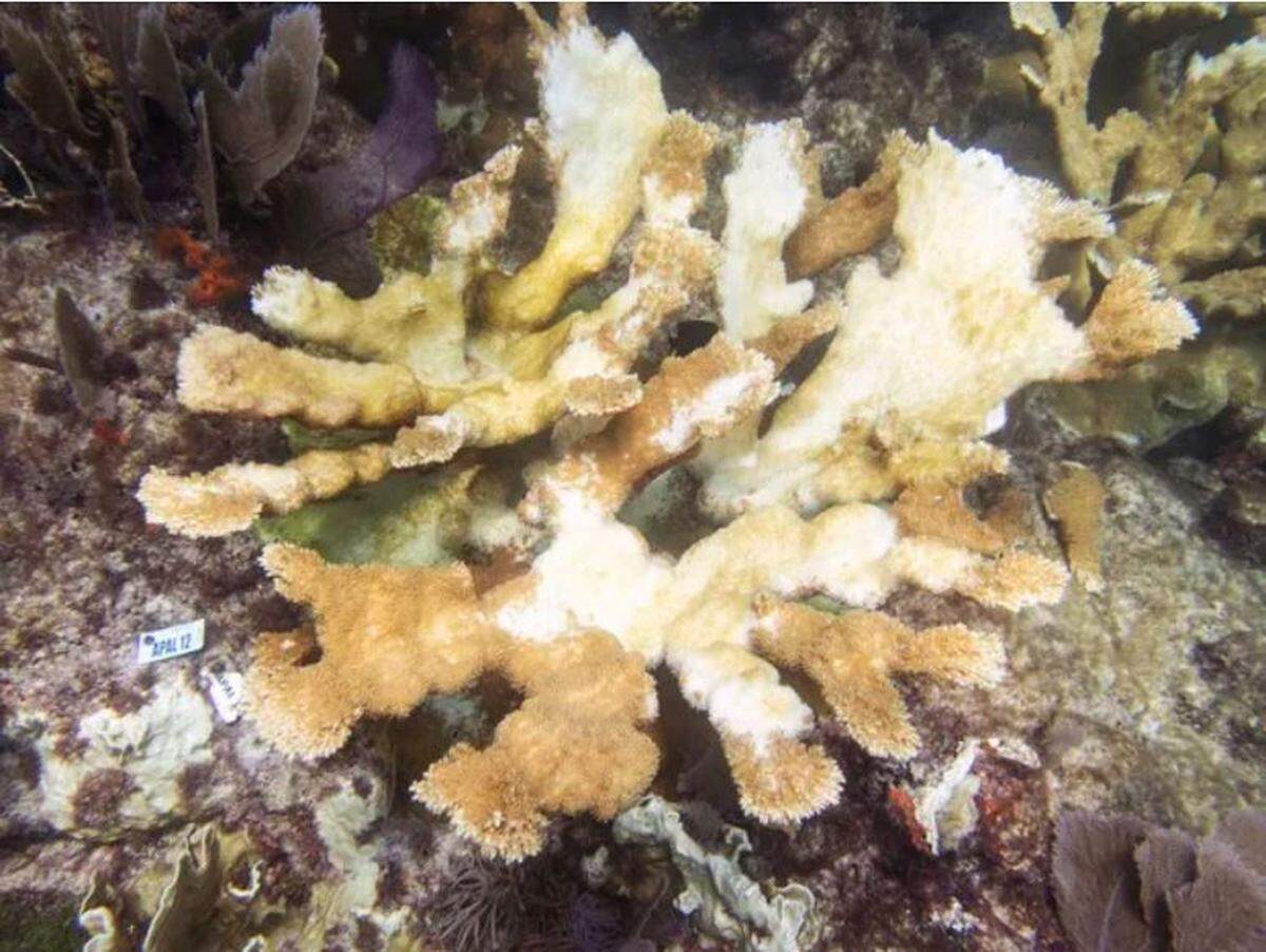 Scientists are now worried that surviving corals are ill-equipped to stave off disease. This heat-stressed elkhorn coral is experiencing tissue loss caused by an opportunistic disease.