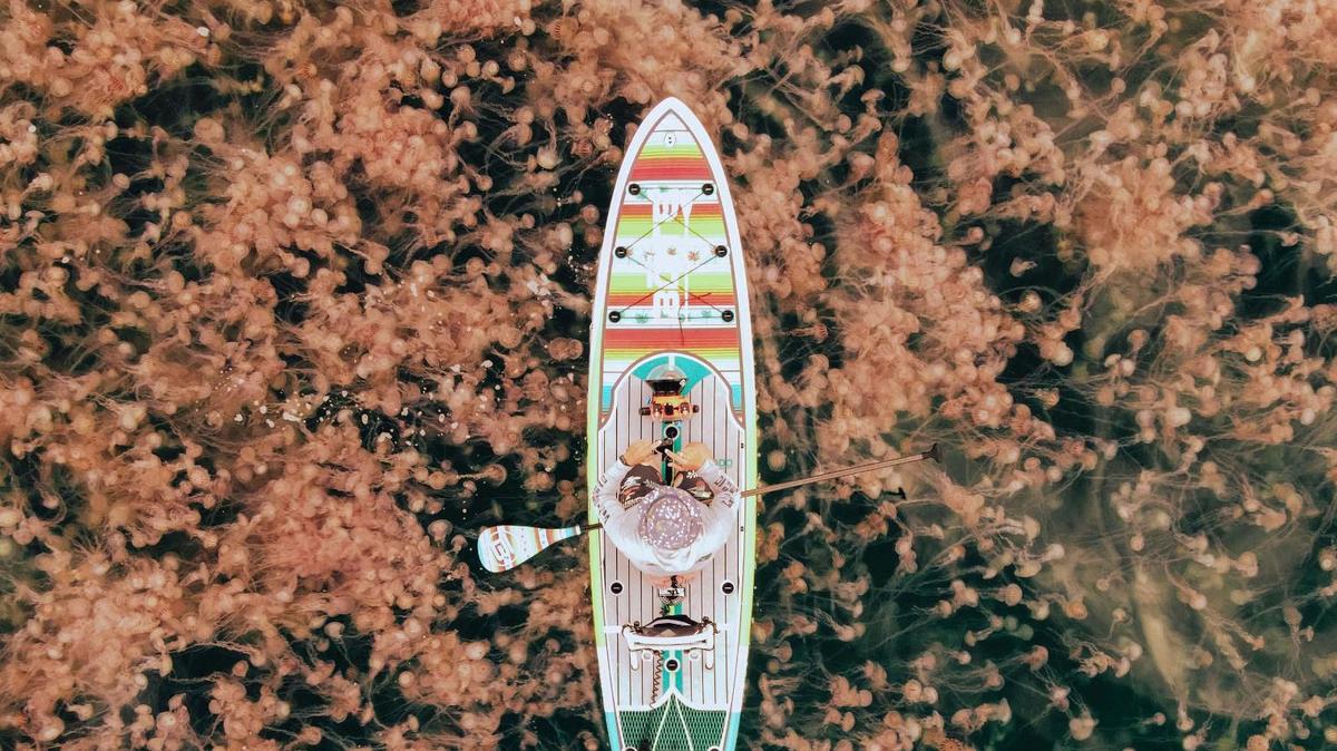 Drone photo captures Pensacola photographer Shane Dye on a paddle board being surrounded by thousands of jellyfish in Navarre Beach, Florida, on Tuesday, August 23, 2022.