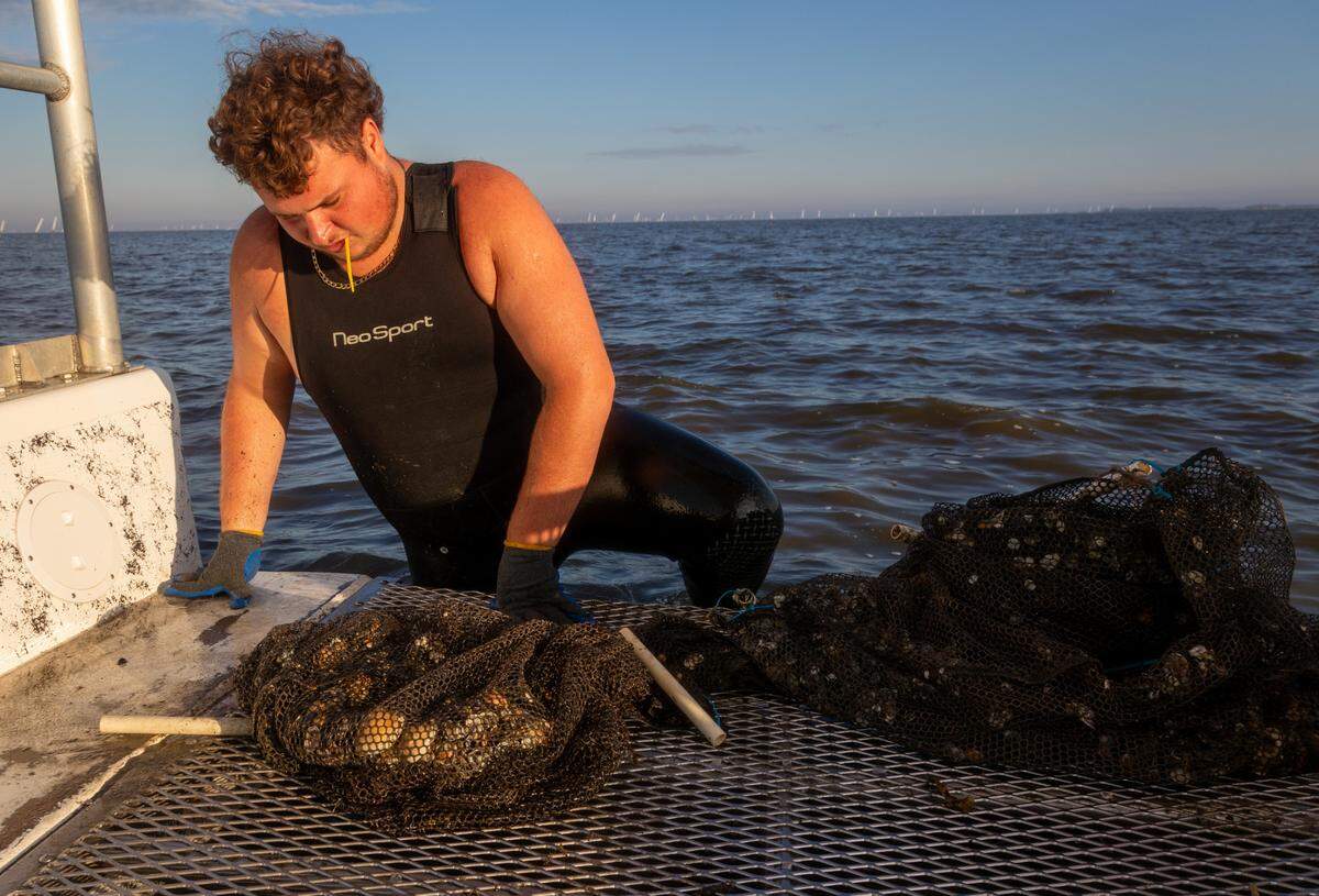 Jeffrey Schleede brought a mesh bag back to the boat with what should’ve be filled with clams ready to harvest, but all but a few were dead after the hurricane.