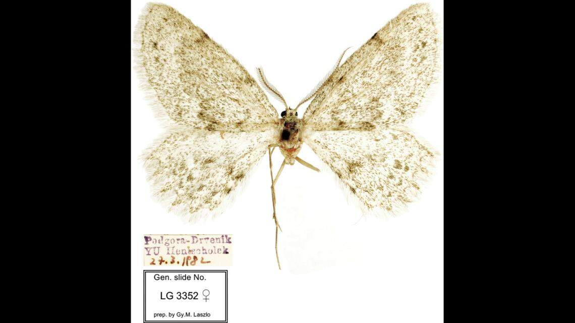 A female M. arcuata.