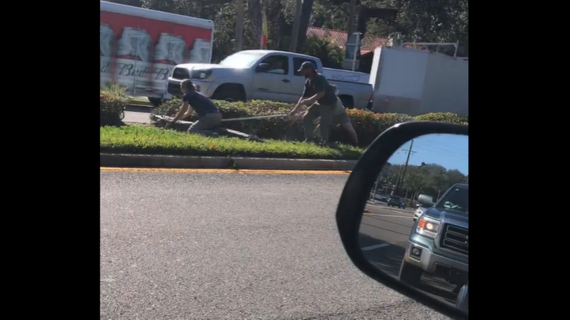 A large crocodile broke out of a zoo van in St. Augustine, resulting in surreal brawl in the median of a busy Florida highway.