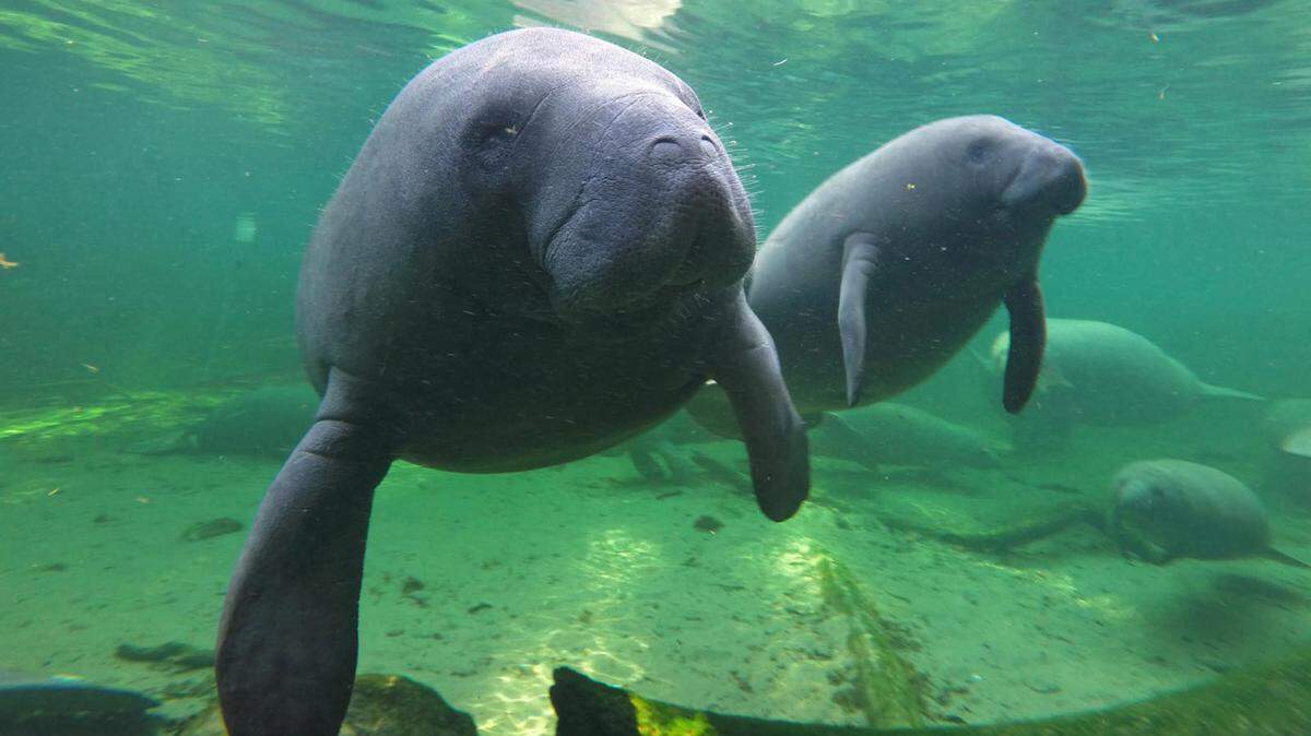 Manatees in the warm waters of Blue Spring in Volusia County in a 2015 image.