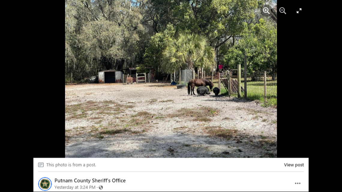 The pig will live out the rest of her days with other pigs, as well as a miniature horse, the sheriff’s office said.