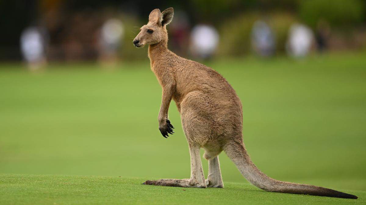 Heat-Sensing Drone Helped Track Down an Escaped Kangaroo