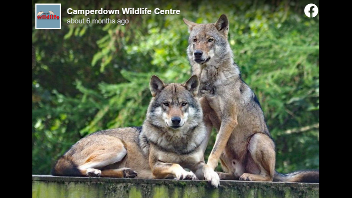 An entire wolf pack, with five members, was euthanized at the Camperdown Wildlife Centre in Scotland.