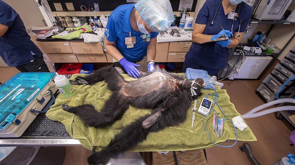 Gwen Myers, chief veterinarian at Zoo Miami, works on Sia, a 29-year-old siamang, who had a surgical procedure Oct. 11, 2019, to remove sand and small pebbles that had built up in her gastrointestinal tract.