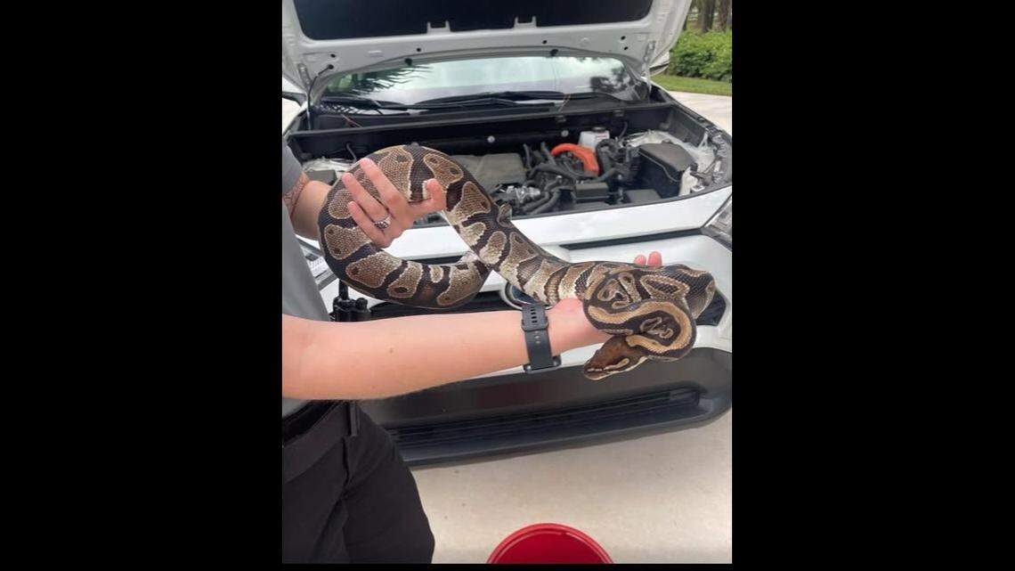 Large invasive snake found coiled around woman’s car engine, Florida sheriff says