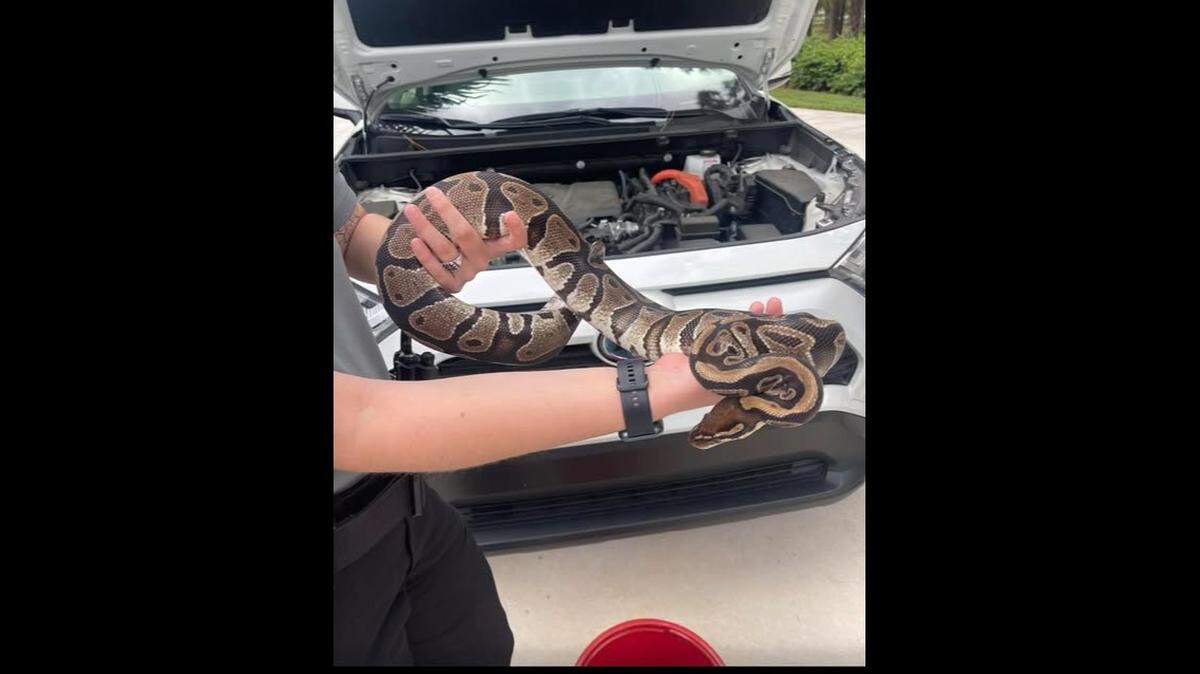 A woman in Palm City, Florida, found a python under the hood of her car, wrapped around the engine, the Martin County Sheriff’s Office says.