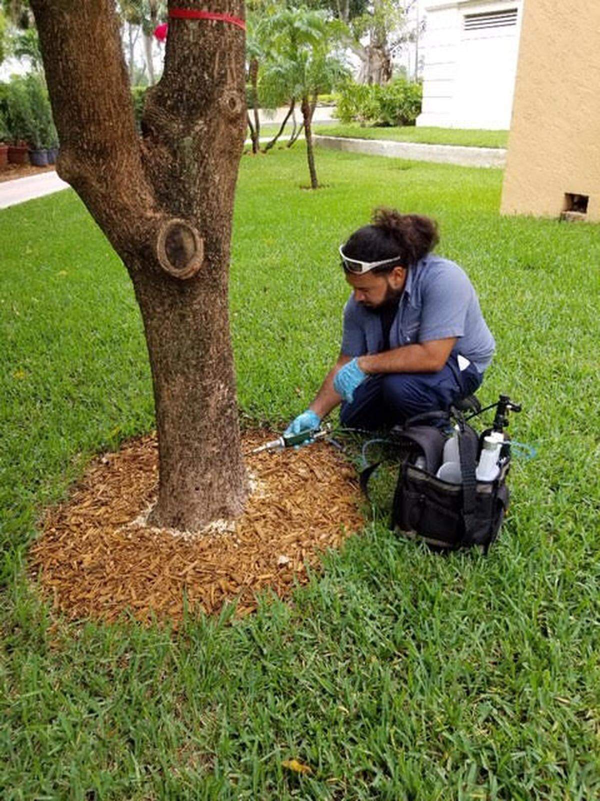 Kenny Martinez, who works for the city of Coral Gables, injects pesticide into a black olive tree.
