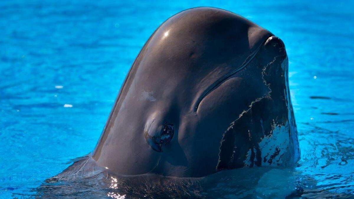 Fredi, a young short-finned pilot whale, died at SeaWorld Orlando Saturday, April 6, 2019, from an infection. The mammal had persistent health issues since being rescued off the Lower Florida Keys in May 2011.